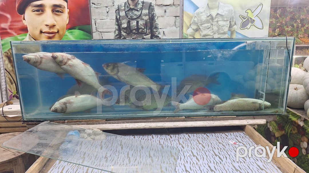 Akvarium — Akvariumlar və balıqlar, Bakı (2)