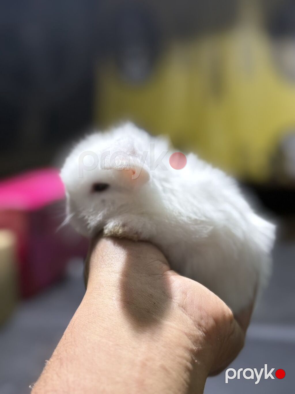 Mini Lop (asqılıqulaq) balaları - Cins: Mini Lop (asqılı qulaqlar — Dovşanlar, Xırdalan (2)
