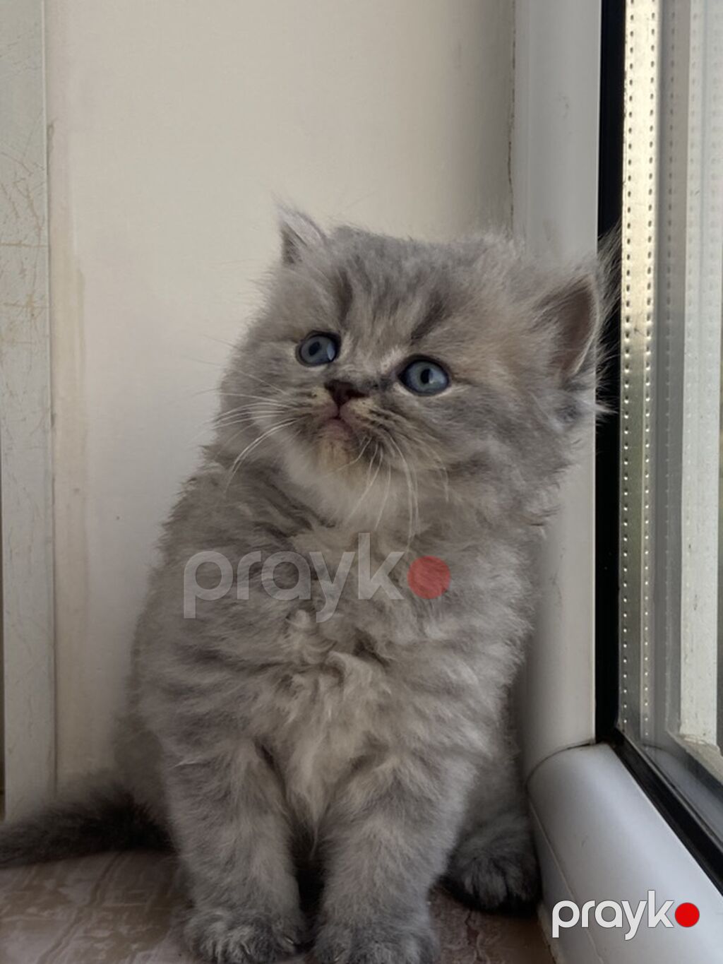 Şotland uzun tüklü — Pişiklər, Bakı (5)
