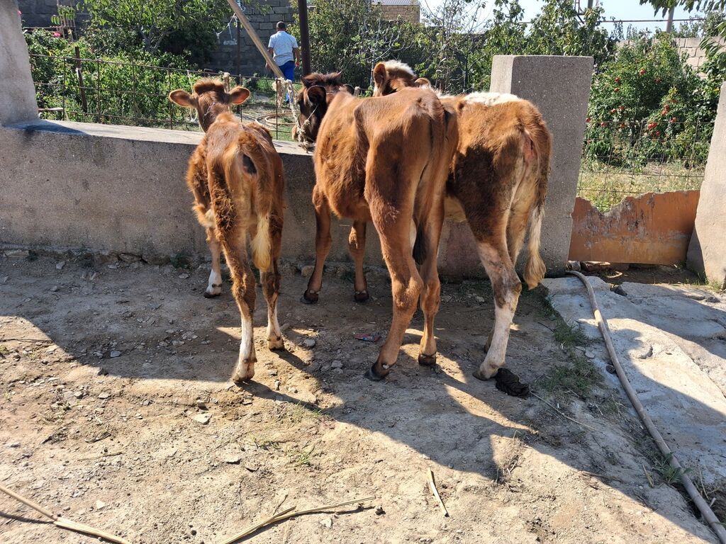 Dana, buzov, Erkək, Simental, ay: 6, 50 kq, Ətlik, Ödənişli çatdırılma — Kənd təsərrüfatı heyvanları, Xırdalan (6)