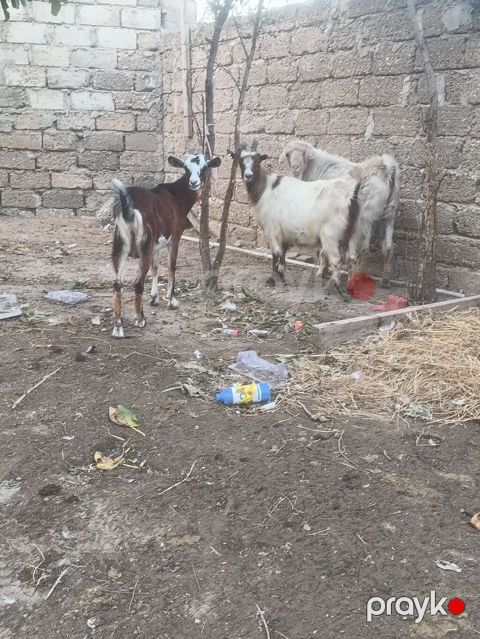 Salam Bir Erkey təkə iki boğaz keçi bir alipin mələzi ikisdə — Digah