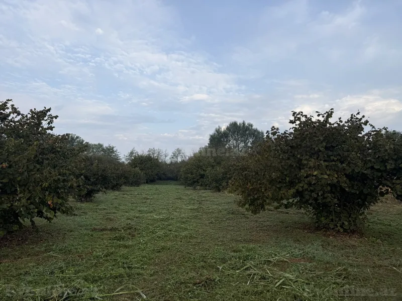 Satılır Torpaq 90 sot Zaqatala — Torpaq, Zaqatala (5)