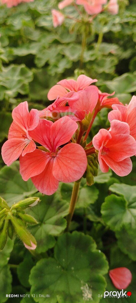 Geranium — Bitkilər, Bakı (5)