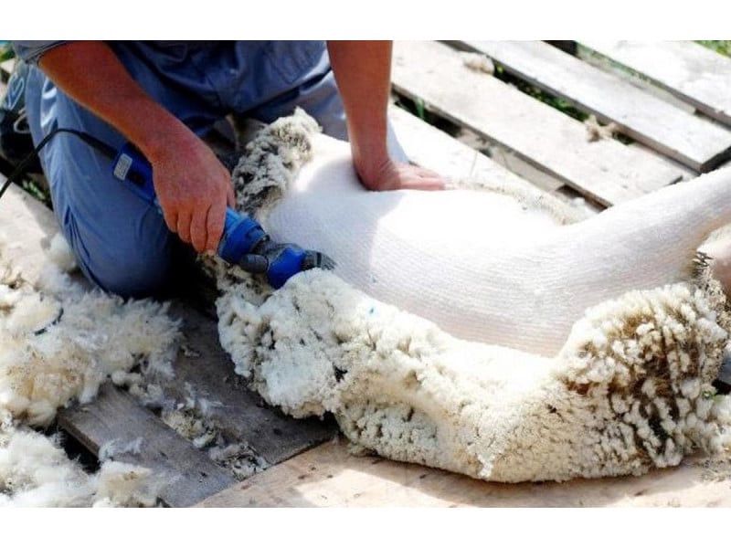 Qoyun qırxan maşın Славмаш С550 — Mallar, Bakı (3)