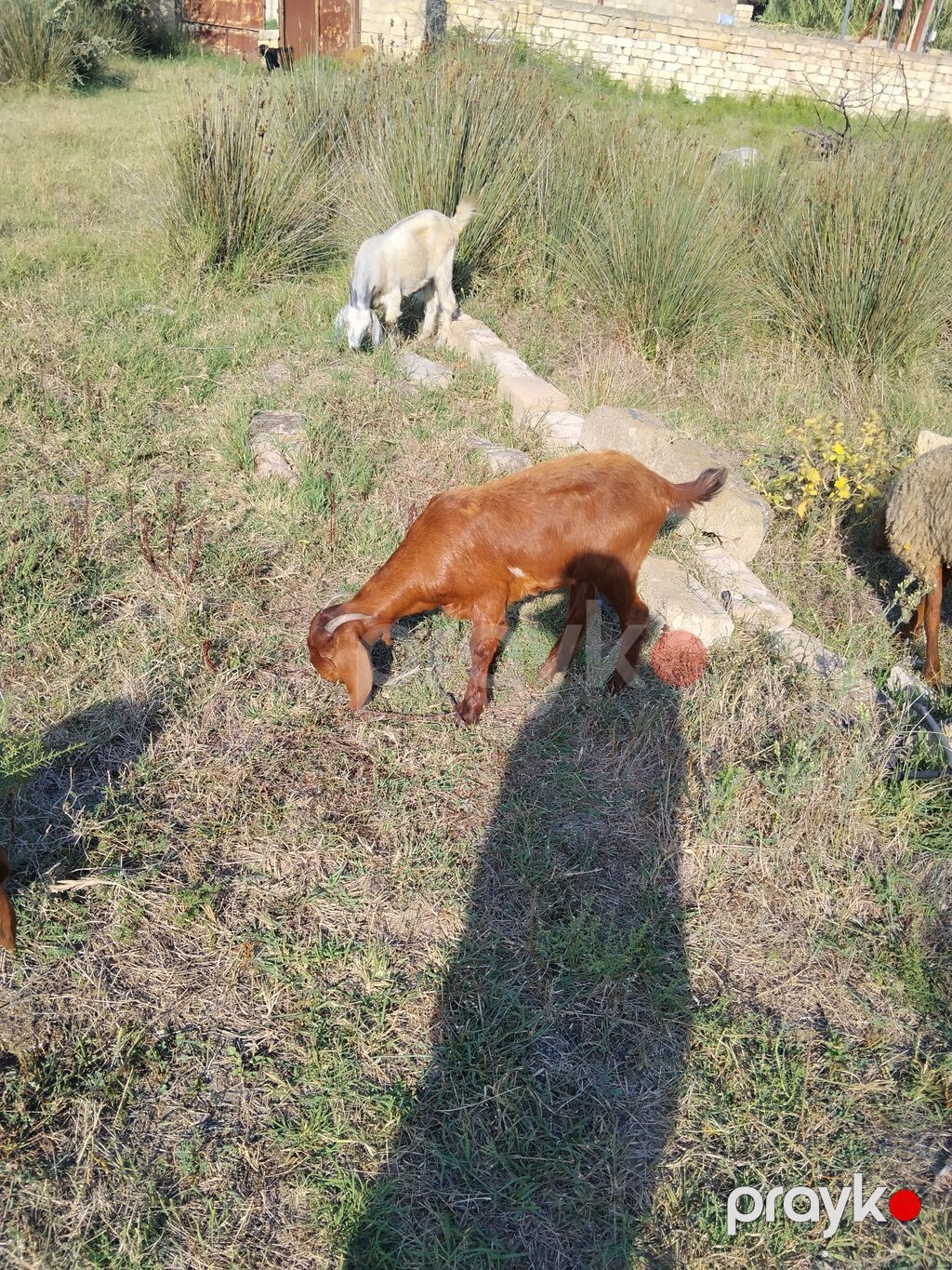 Salam damzdga kesglik saxlmag hər cürə kecleri var hər qiymətə var — Kənd təsərrüfatı heyvanları, Fatmayı (2)