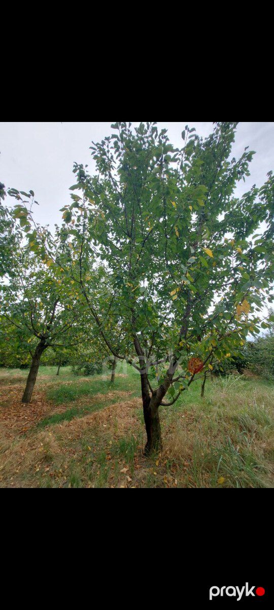 Həyət evi, Xudat r — Ev, villa, Xudat (7)