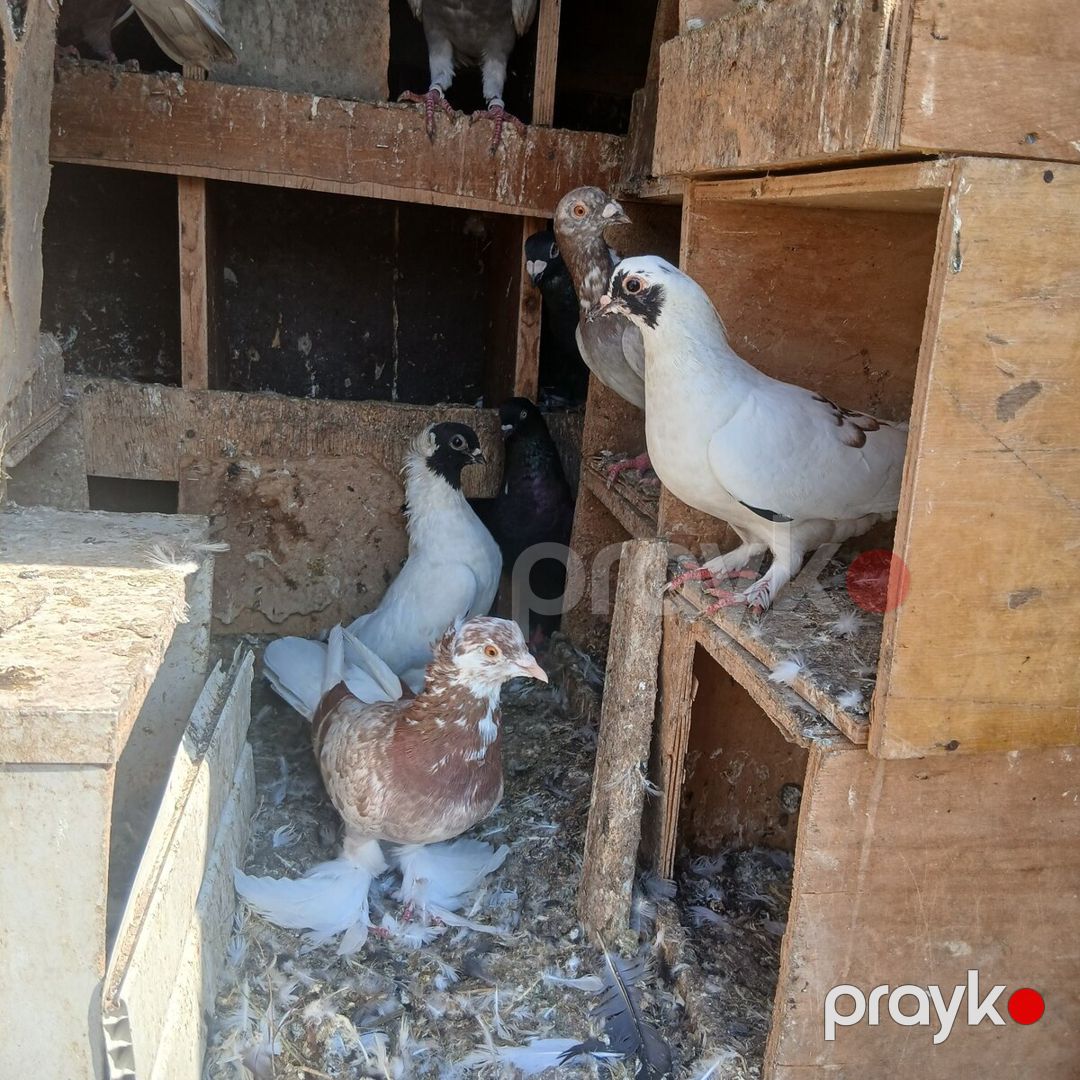 Göyərçinlər — Quşlar, Bakı (3)