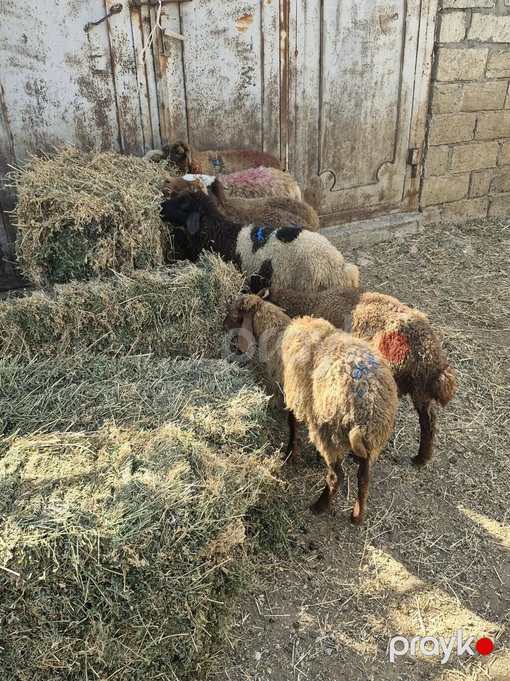 Qoyun-quzu sürüsü satılır - Növ: yerli ətlik-quzu tipli qoyunlar — Kənd təsərrüfatı heyvanları, Mehdiabad (6)