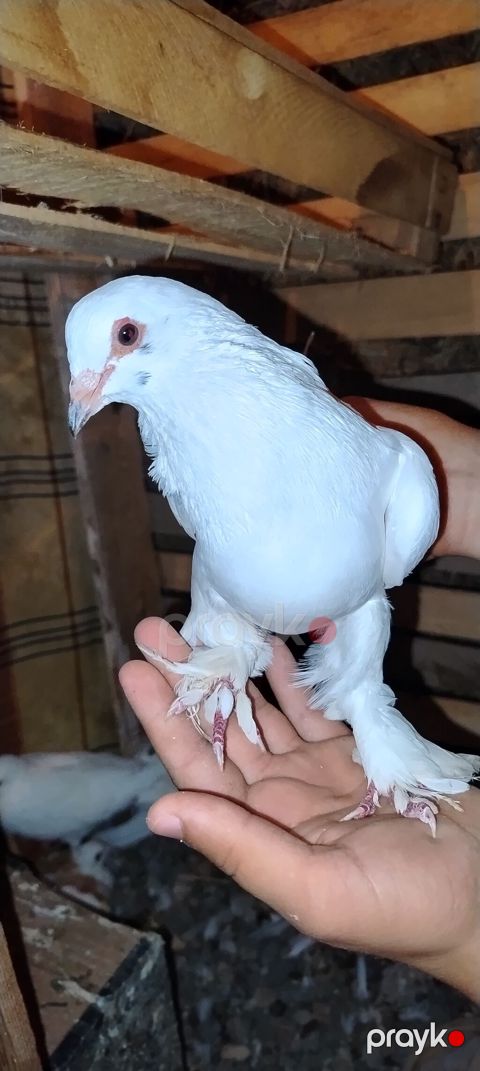Erkey 2 sahat yarim ucur qiymetda endirim olunacaq — Şəmkir