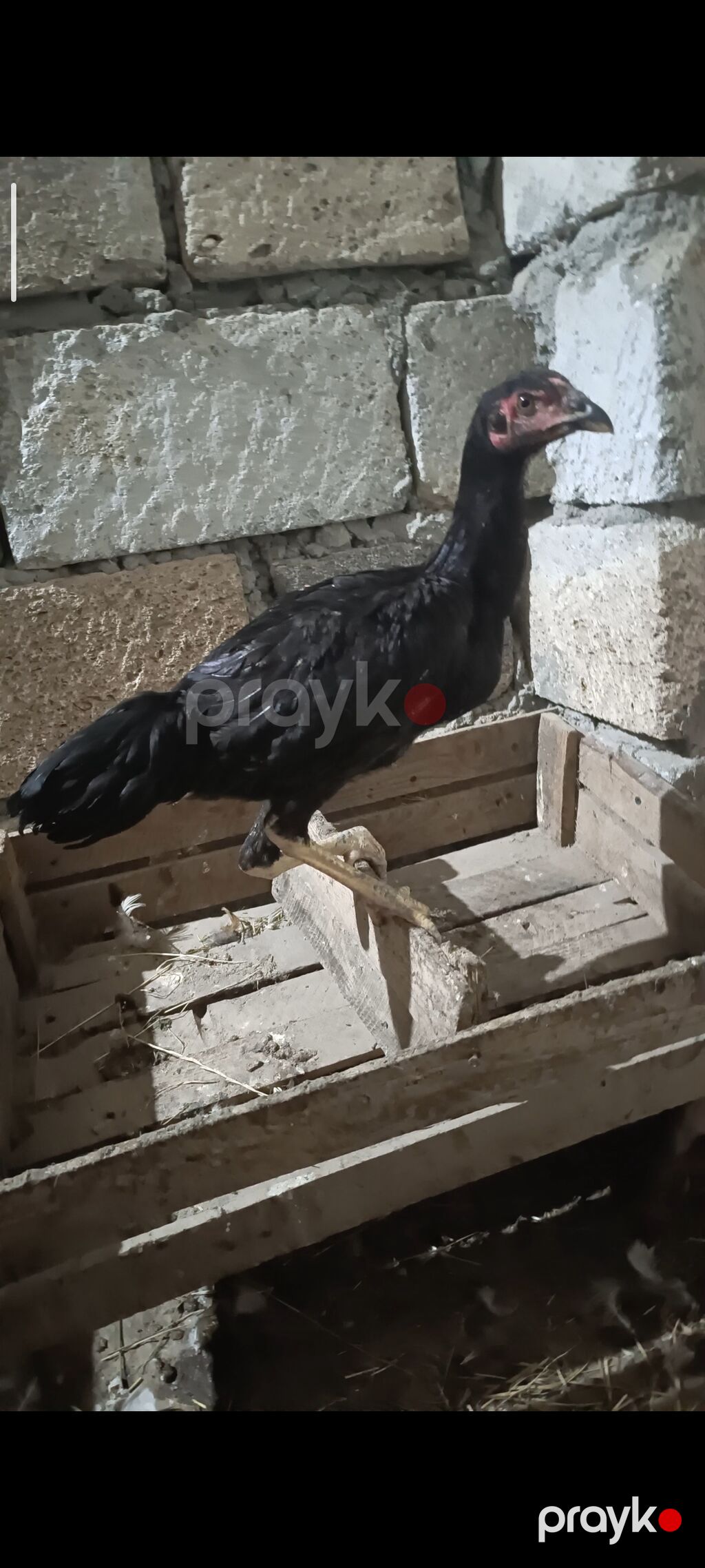 Qara rəngli uzunboylu yerli döyüş tipi cücələr - Rəng: tam qara lələk — Toyuq və xoruz, Mingəçevir (2)
