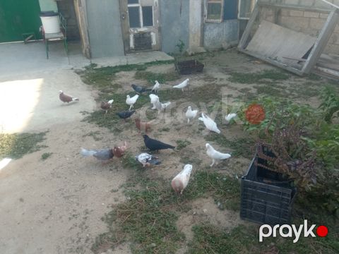 Göyərçinlər — Bakı