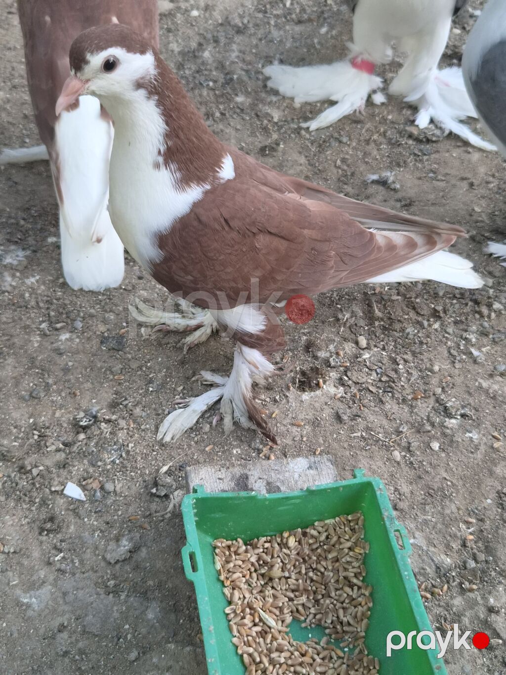 1 cut qirmizi delfin — Göyərçin, Sumqayıt (2)