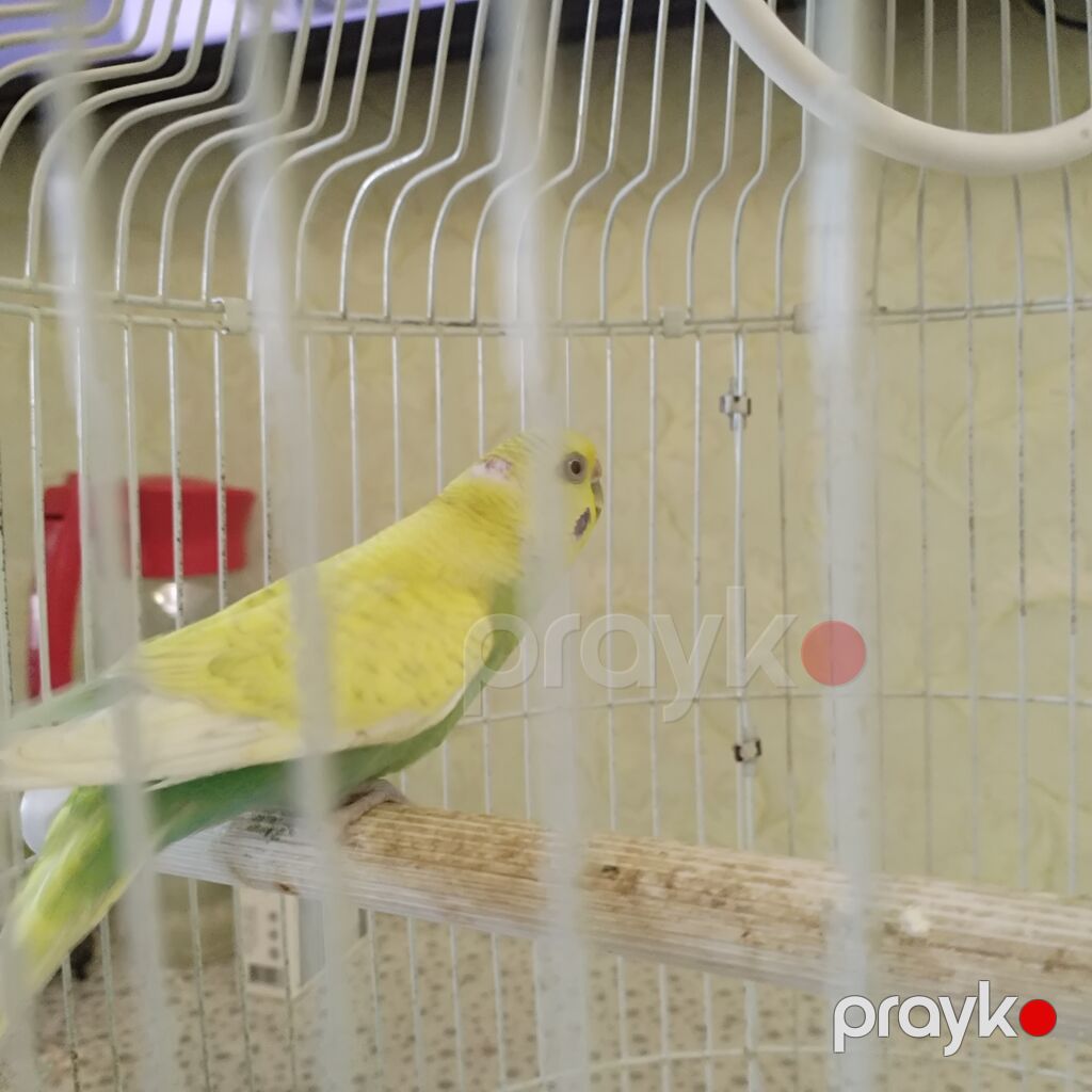 Dalmatin rəng çaları olan dalğalı tutuquşu (budgerigar) və qəfəs — Tutyun papağayı, Bakı (2)