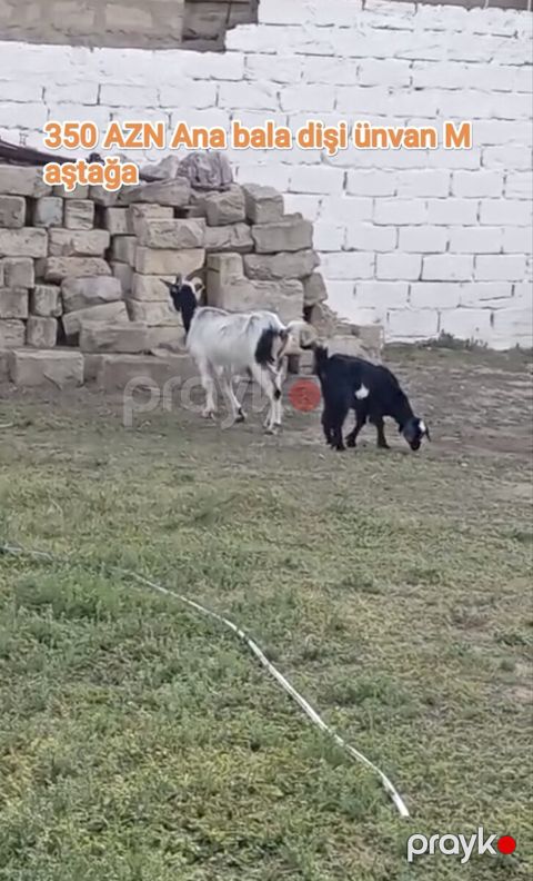 Keçi — Bakı