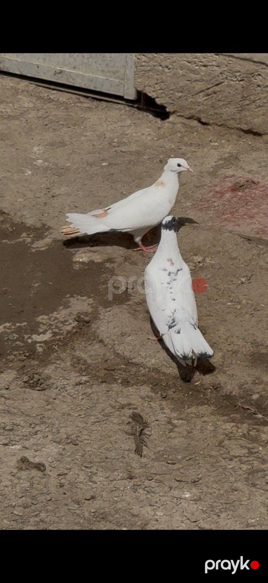 Göyərçin — Quşlar, Bakı (2)