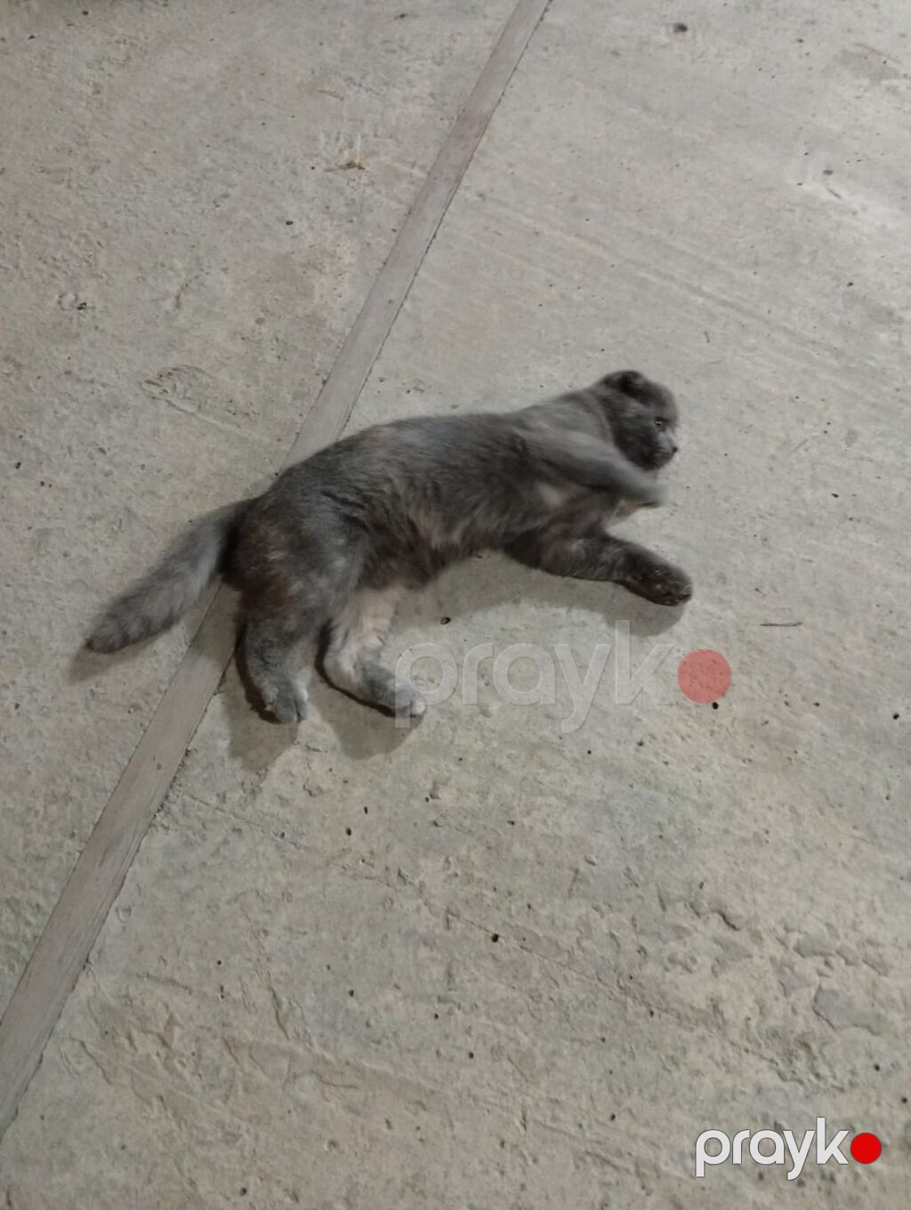 Şotland yastı qulaq — Pişiklər, Bakı (3)