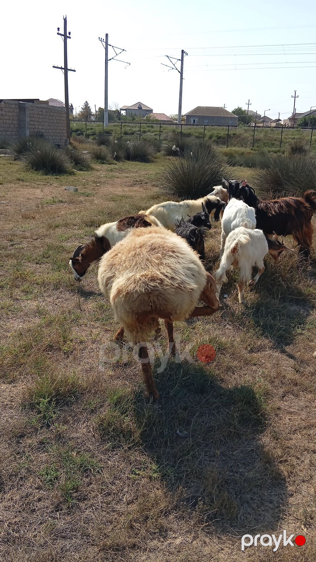 Dişi, il: 2, 60 kq, Damazlıq, Ünvandan götürmə — Kənd təsərrüfatı heyvanları, Bakı (7)