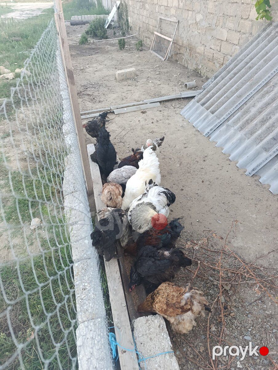 Brama toyuqları — Quşlar, Bakı (9)