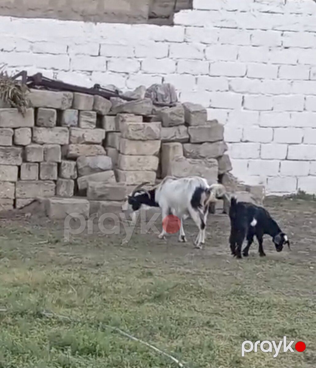 Keçi — Kənd təsərrüfatı heyvanları, Bakı (3)