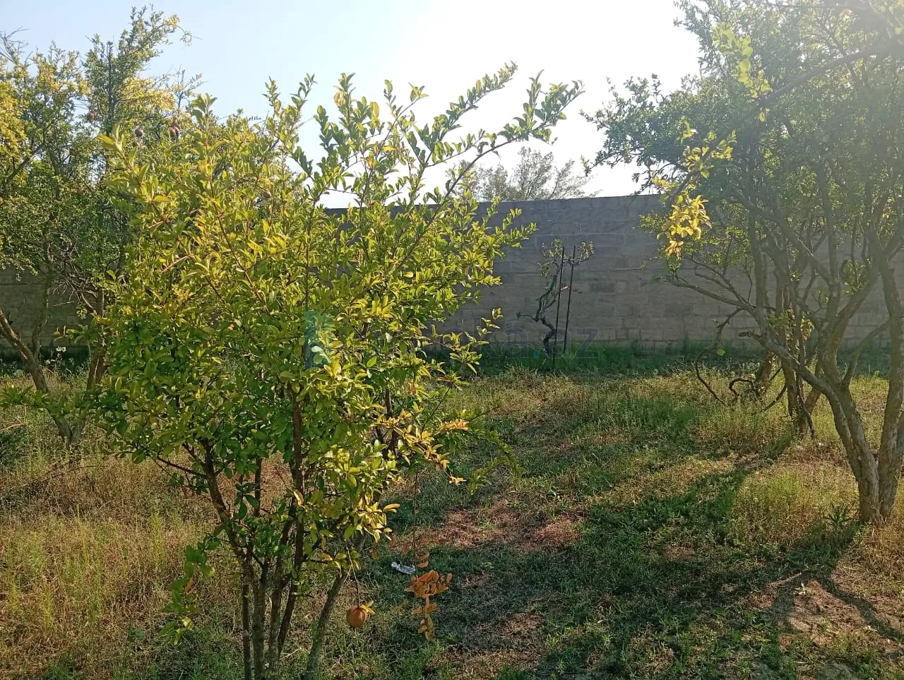 Satılır: Torpaq, Sabunçu r., Pirşağı q., 21.00 sot — Torpaq, Pirşağı (7)