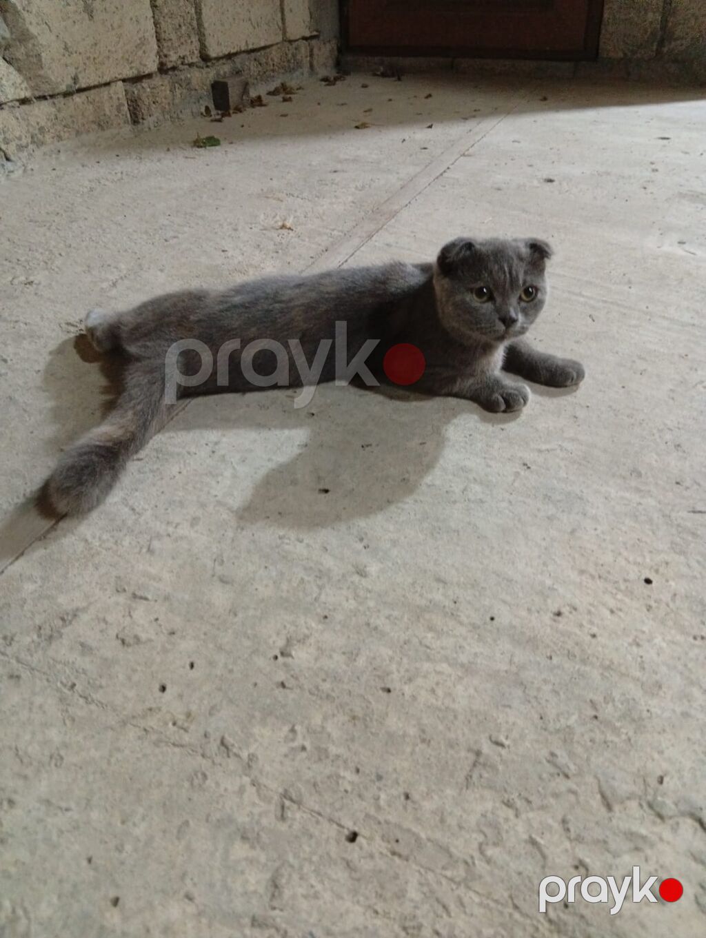 Şotland yastı qulaq — Pişiklər, Bakı (2)