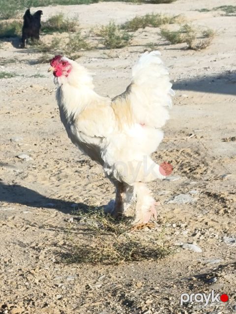 Brama toyuqları — Bakı