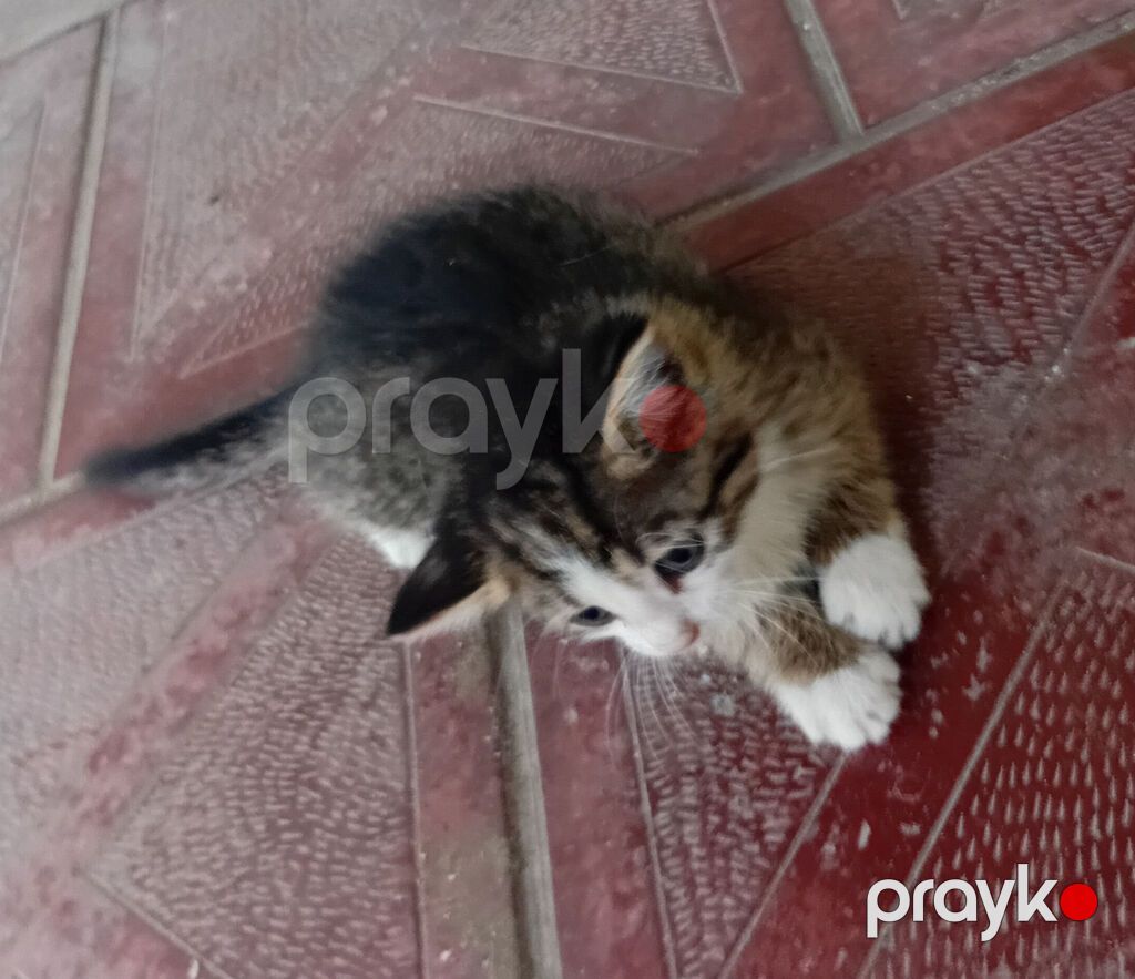 45 gunluk pisik balasidir. Sevimli, oynaq baladir. Serbest yemek — Pişiklər, Bakı (2)
