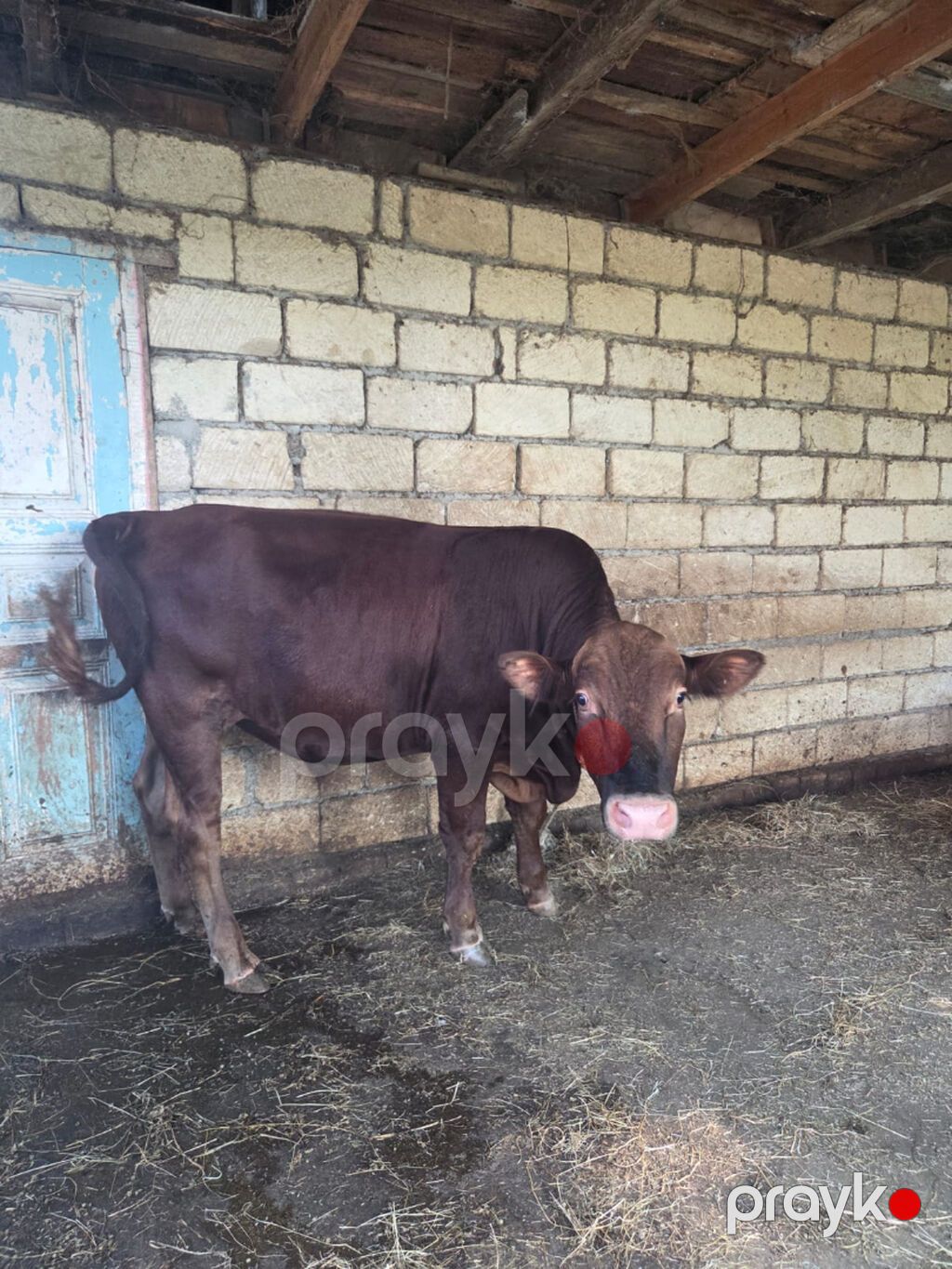 Salam Erkek Etlik Dana Datilir Hardasa 170 180 kq eti var qiymet 3400 — Digər, Lənkəran (3)