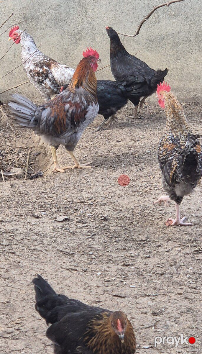 Toyuqlar — Quşlar, Bakı (4)