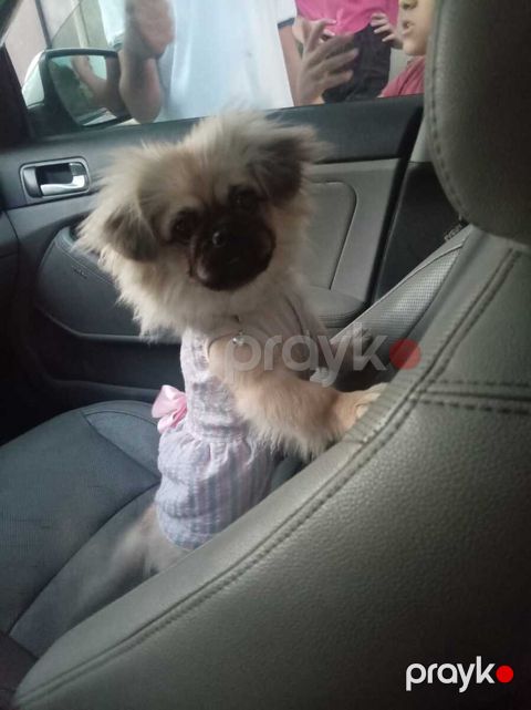 Pekines — Bakı