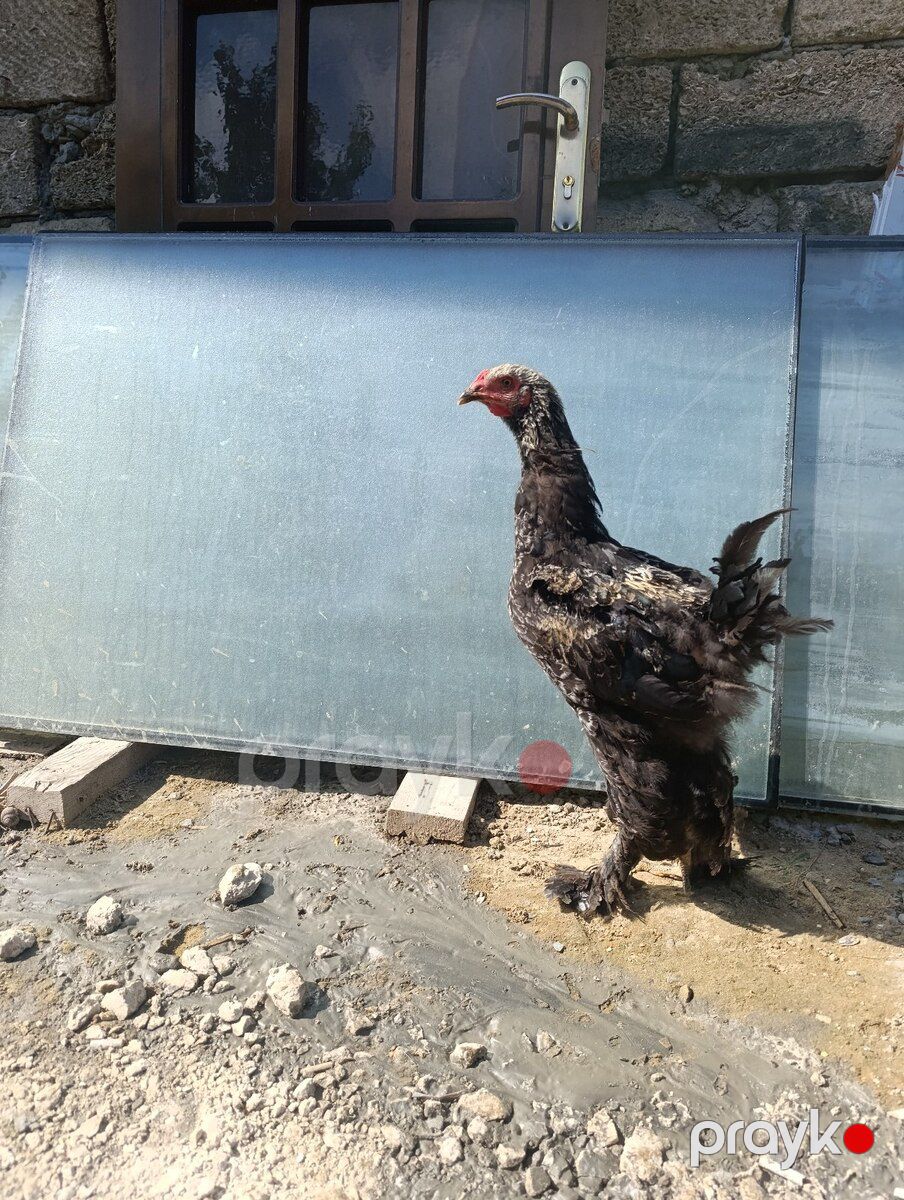Brama toyuqları — Quşlar, Bakı (2)