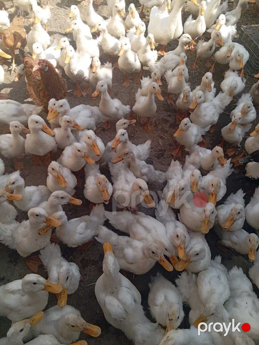 Pekin ördəkləri — Quşlar, Bakı (2)