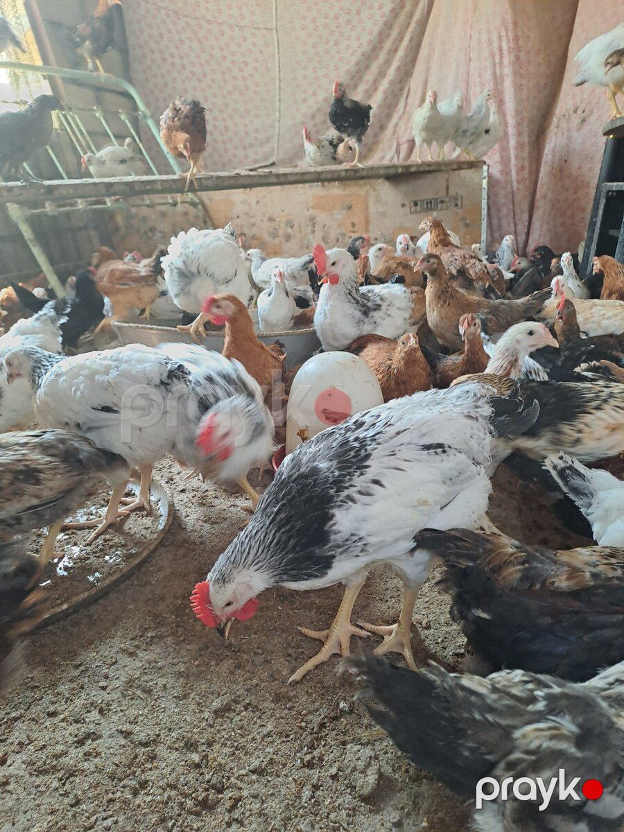 Beçələr — Quşlar, Gəncə (2)