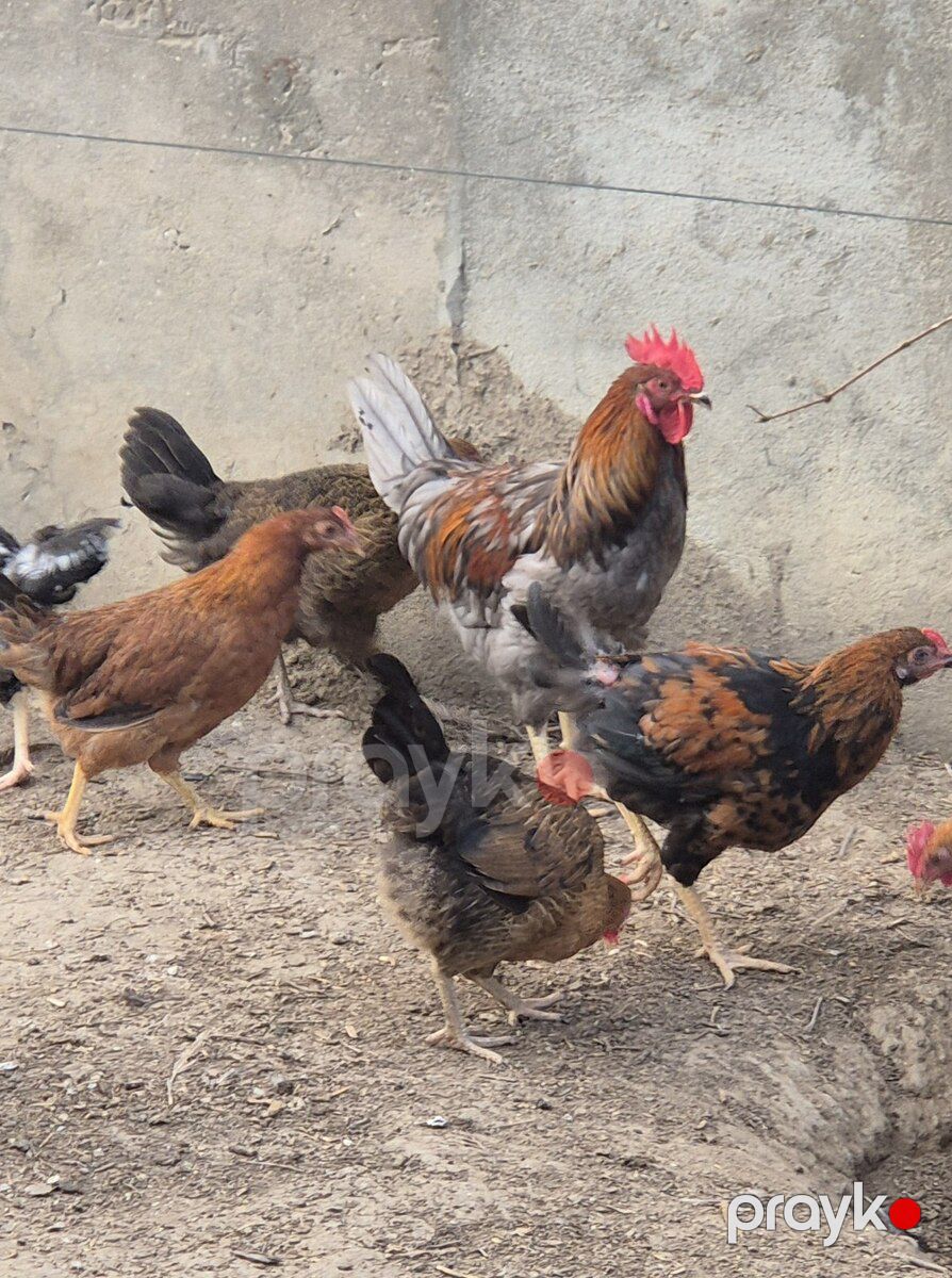 Toyuqlar — Quşlar, Bakı (2)
