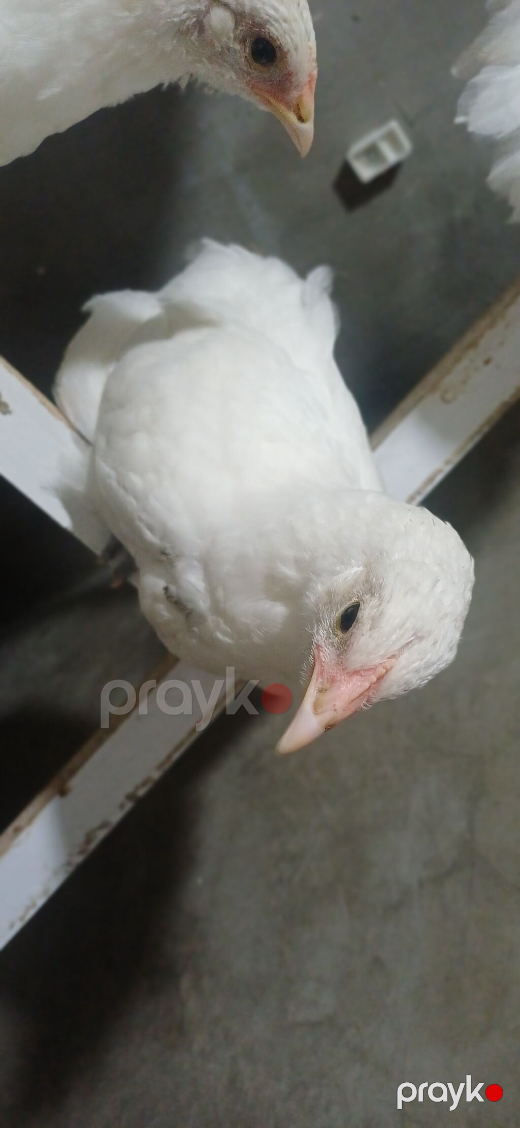 5 ədəd ağ Australorp her şeyi verilibdir bidene peyvənd verilməyib — Qida məhsulları, Saray (2)