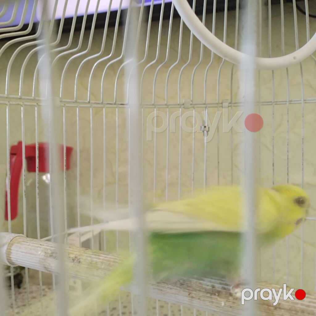 Dalmatin rəng çaları olan dalğalı tutuquşu (budgerigar) və qəfəs — Tutyun papağayı, Bakı (4)