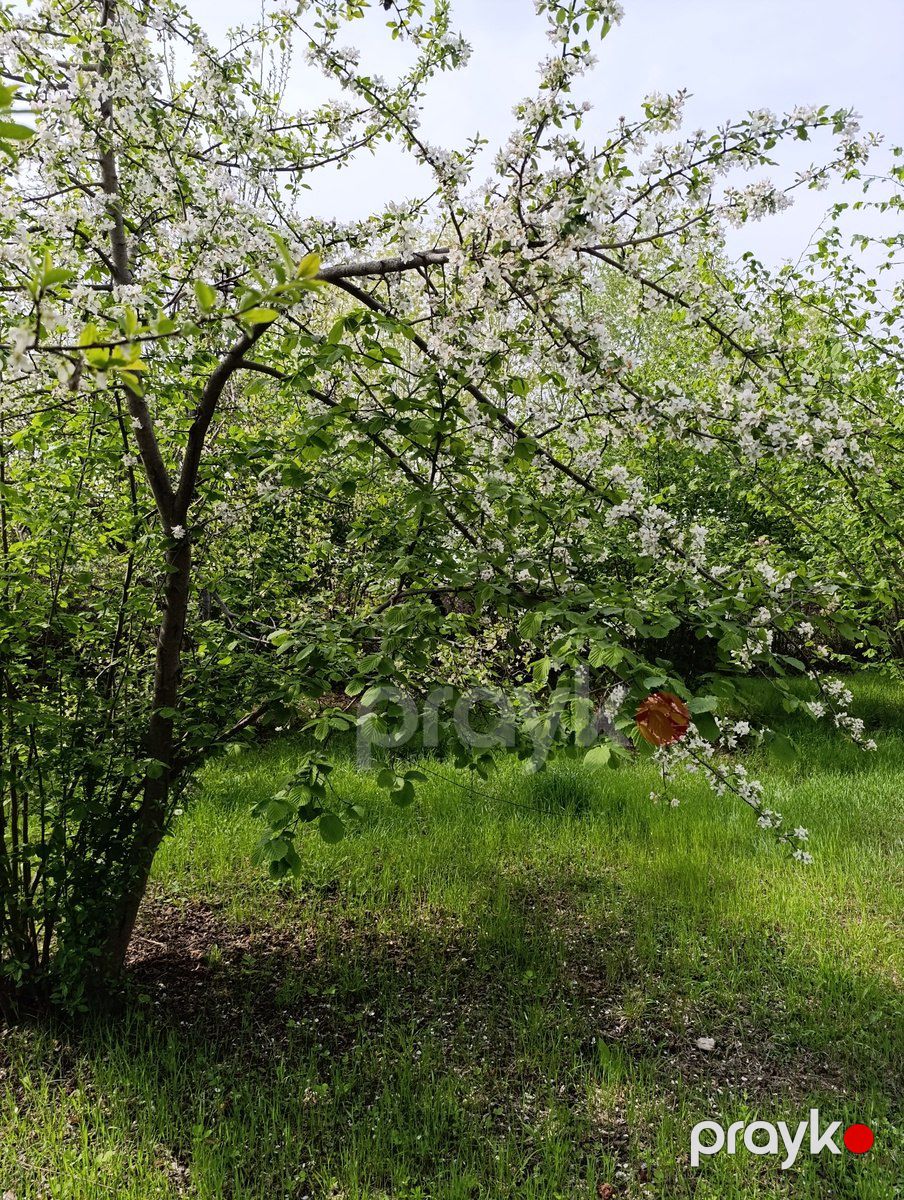 Satılır 4 otaqlı həyət evi/bağ evi 110 m² — Ev, villa, Oğuz (11)