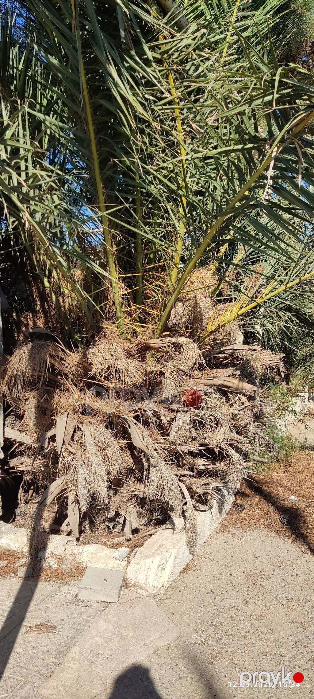 Xurma palmisi (Phoenix canariensis – Kanar xurması) – iri ölçülü — Ağaclar və fidan, Bakı (3)
