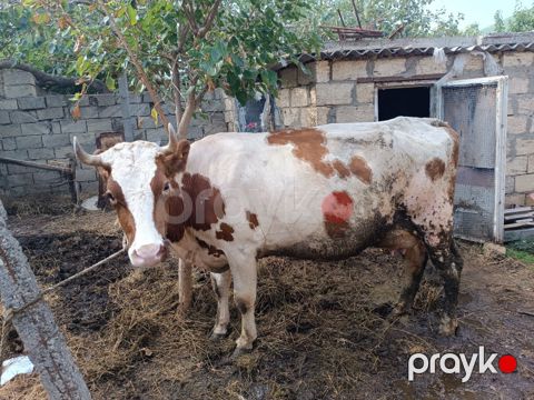 Simmental mələzi — Bakı