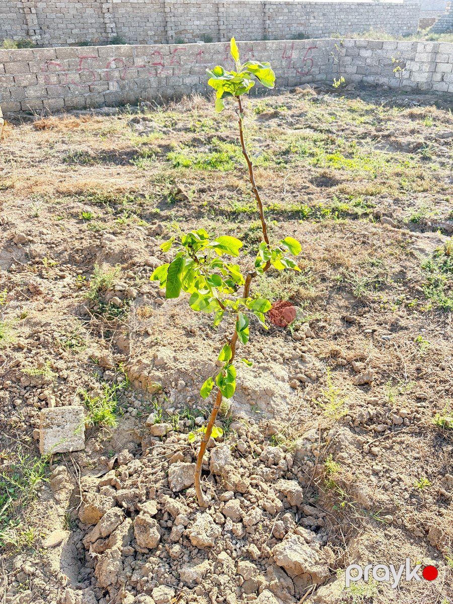 2.5 sot torpaq sahəsi, Suraxanı rayonu — Torpaq, Bakı (9)