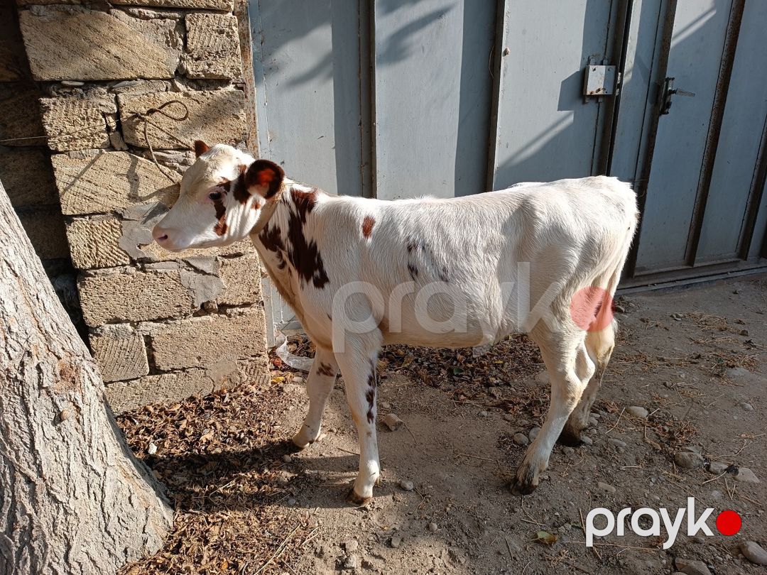 Simmental mələzi — Kənd təsərrüfatı heyvanları, Bakı (6)