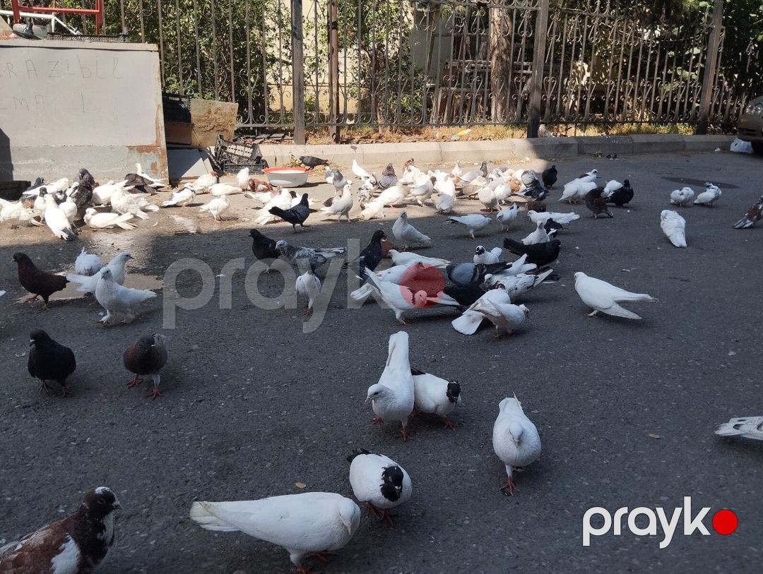 Göyərçinlər — Quşlar, Bakı (3)
