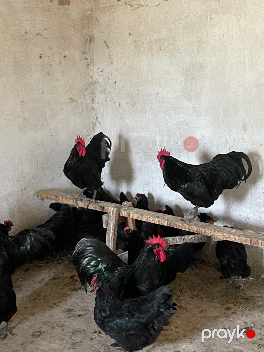 Avstralorp xoruzları — Quşlar, Sumqayıt (8)