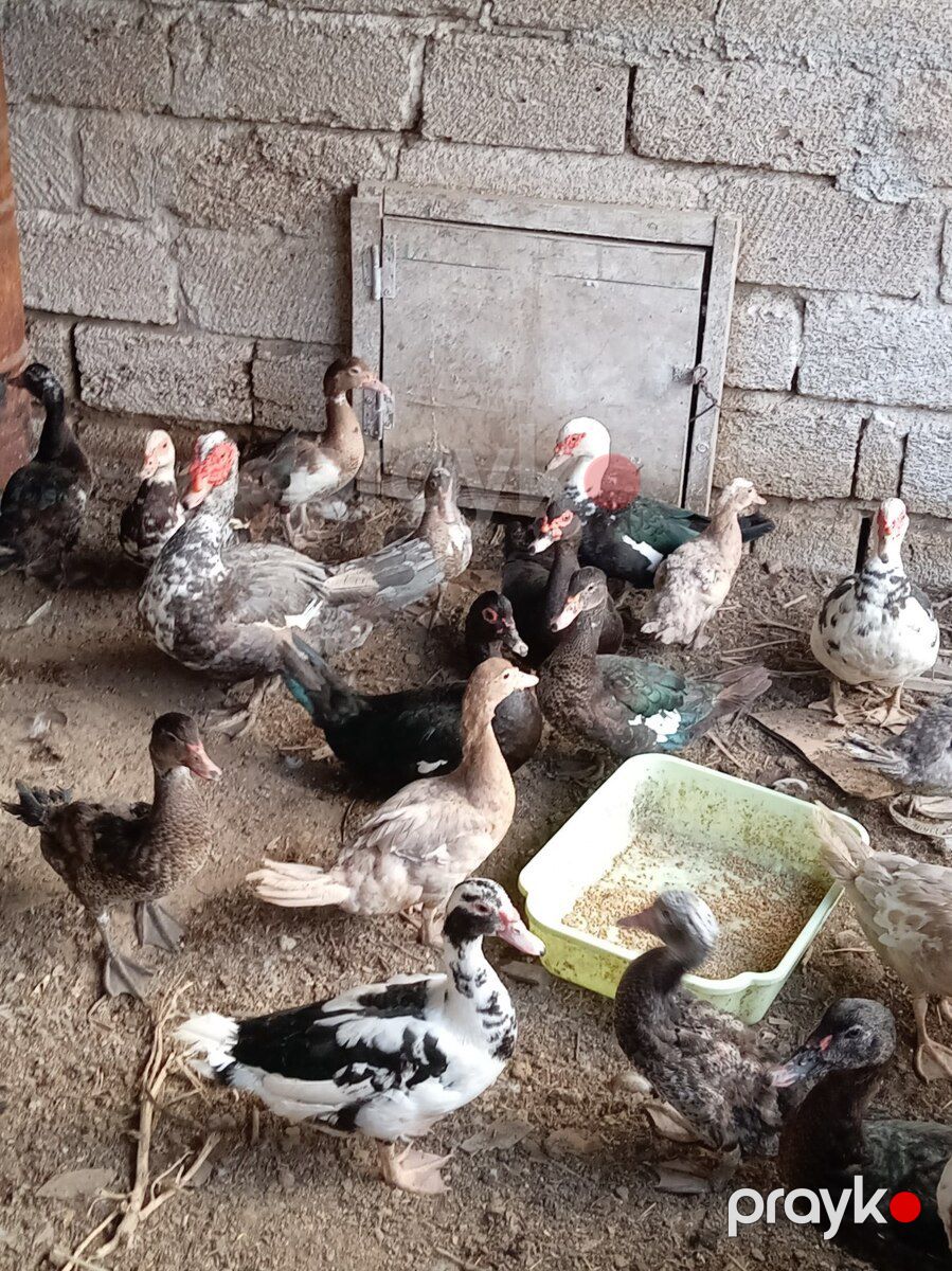 Ördəklər — Quşlar, Bakı (4)