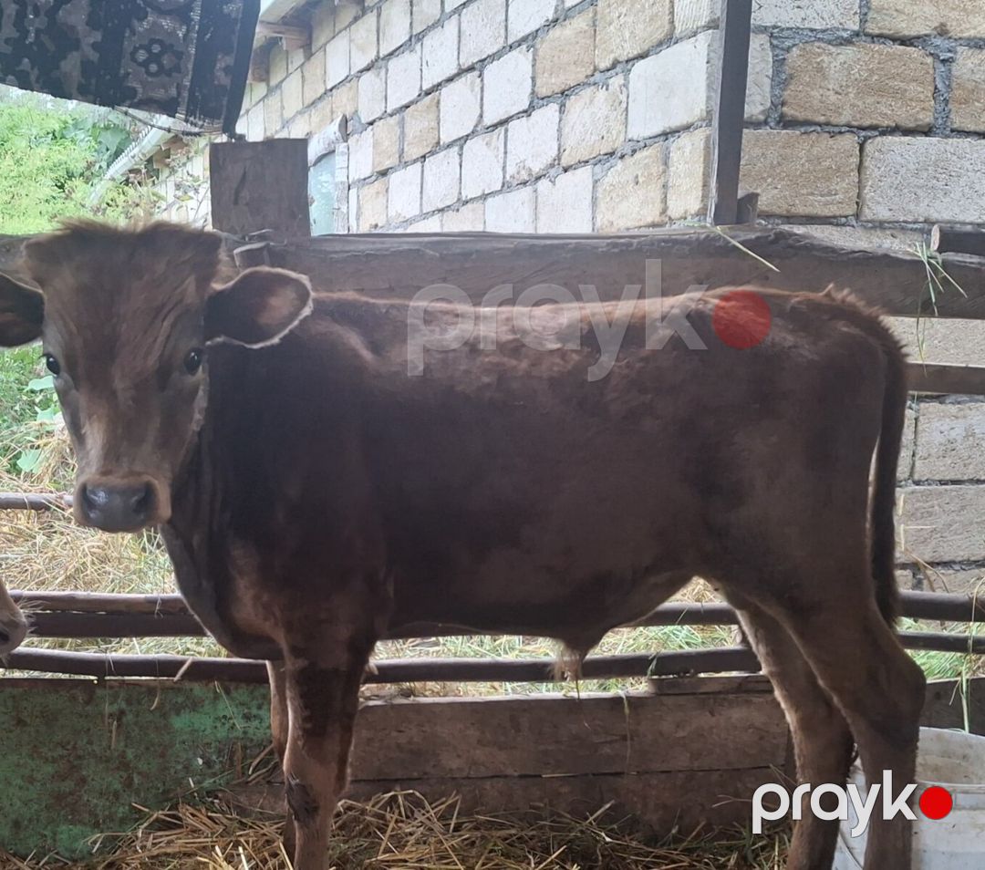 İnək — Kənd təsərrüfatı heyvanları, Xudat (2)