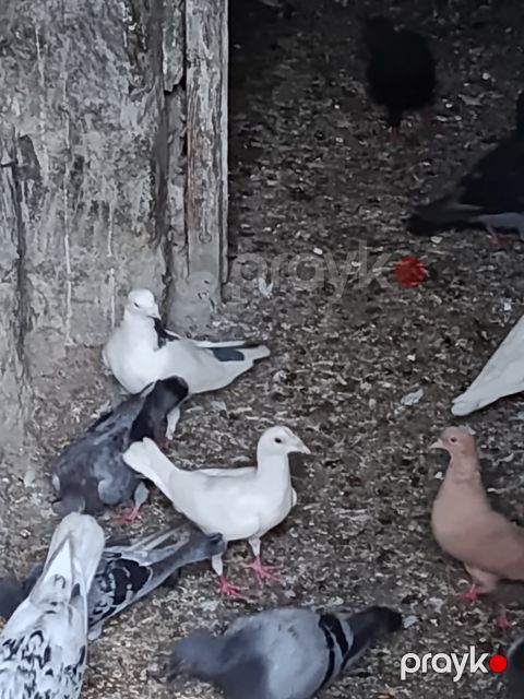 Göyərçinlər — Bakı
