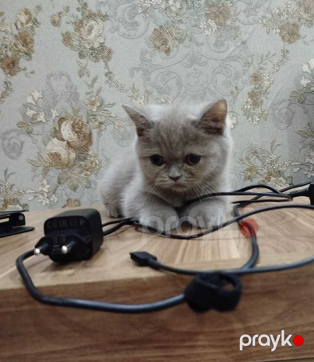 British shorthair — Pişiklər, Bakı (2)