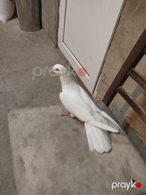Göyərçin — Bakı