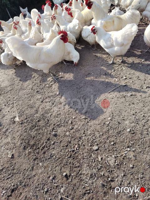 5 ədəd ağ Australorp her şeyi verilibdir bidene peyvənd verilməyib — Saray