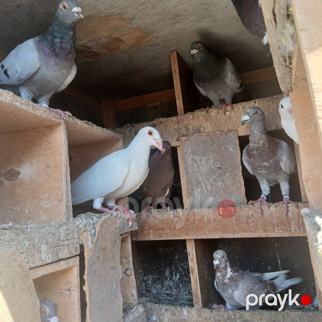 Göyərçinlər — Quşlar, Bakı (7)